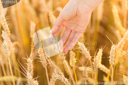 Image of hand touching wheat spickelets on cereal field