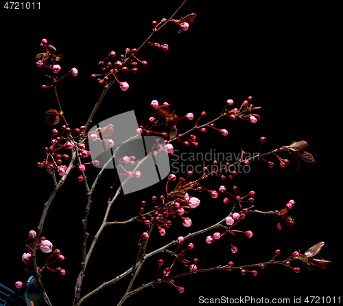 Image of Flowering Cherry flowers