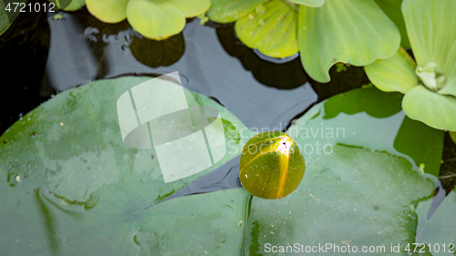 Image of Water Lily flower in pond