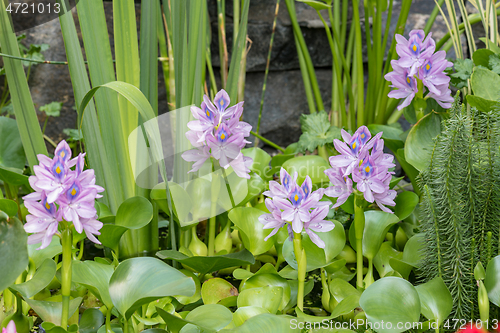 Image of Flower Water Hyacinth blooming