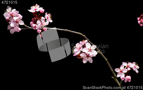 Image of Flowering Cherry flowers