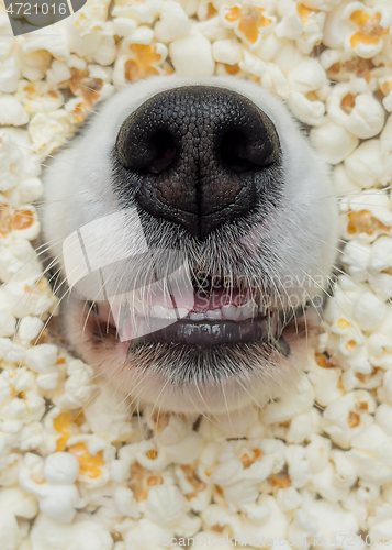 Image of Dog in popcorn