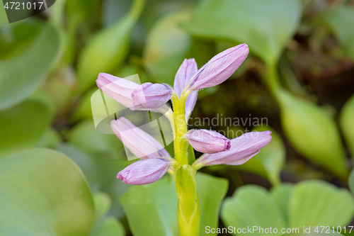 Image of Flower Water Hyacinth blooming