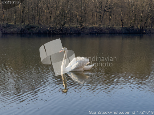 Image of Swan on pond