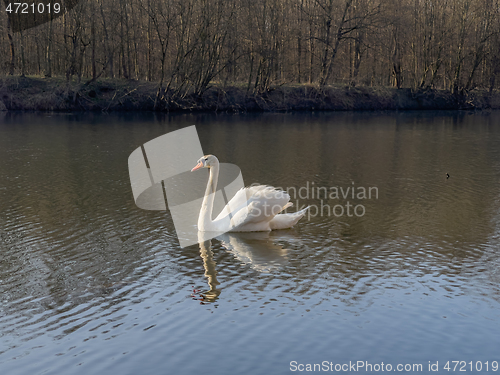 Image of Swan on pond