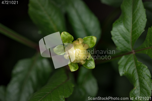 Image of Blooming flower Dahlia