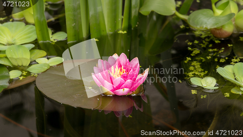 Image of Water Lily flower in pond