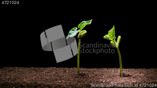 Image of Bean Seedling in brown soil