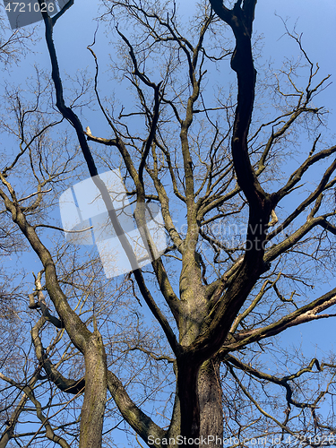 Image of Tree trunk and branches