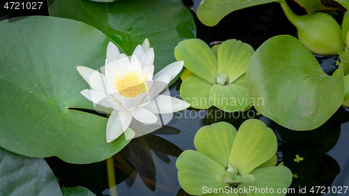 Image of Water Lily flower in pond