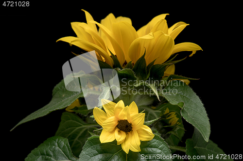 Image of Young sunflower flower