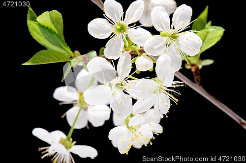 Image of Flowering Cherry flowers