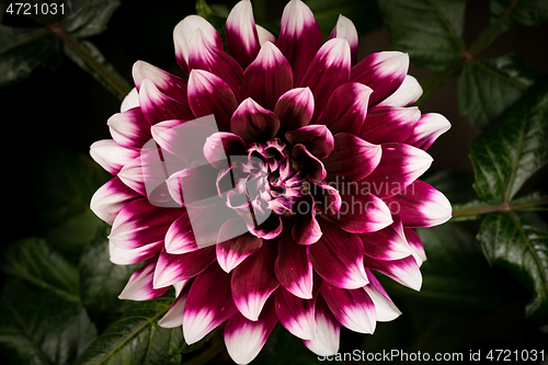 Image of Blooming flower Dahlia