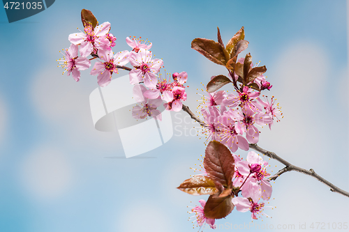 Image of Flowering Cherry flowers