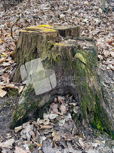 Image of Old tree stump covered moss