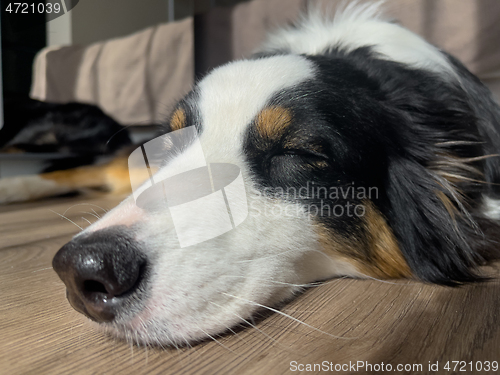 Image of Australian Shepherd Dog portrait