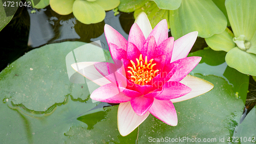 Image of Water Lily flower in pond