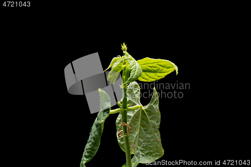 Image of Bean seedling isolated on black