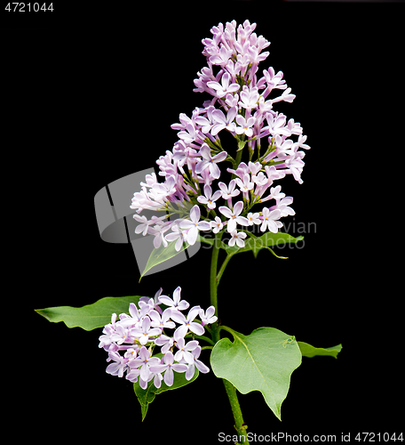 Image of Lilac branch bloom