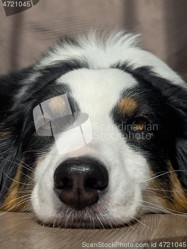 Image of Australian Shepherd Dog portrait