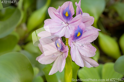 Image of Flower Water Hyacinth blooming