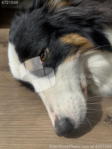 Image of Australian Shepherd Dog portrait