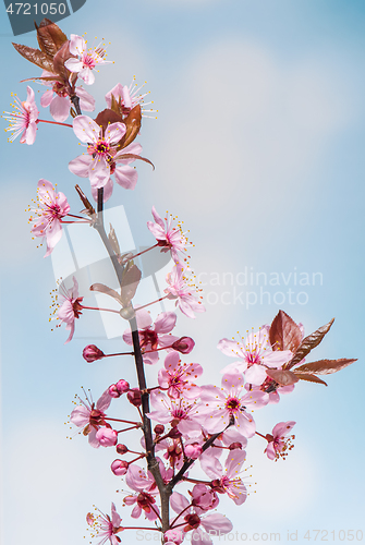 Image of Flowering Cherry flowers