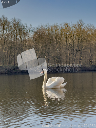 Image of Swan on pond