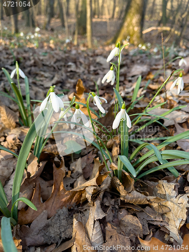 Image of Snowdrops flowers in forest