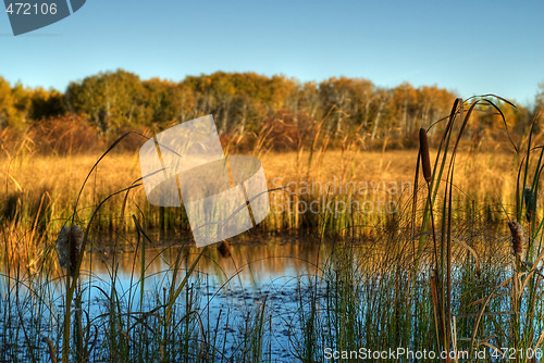 Image of Marsh Land