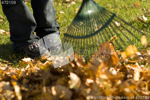 Image of Raking Leaves