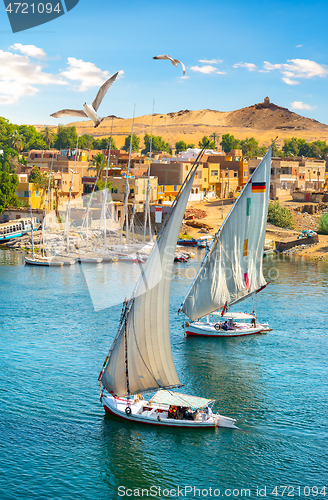 Image of Birds over sailboats