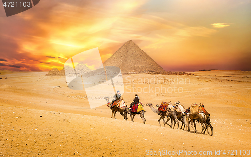 Image of Camel ride at the pyramids