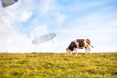 Image of lonely cow in the meadow