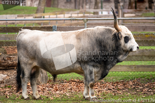 Image of big bull at a farm