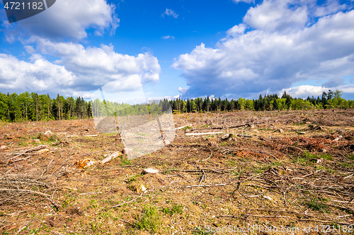 Image of cleared forest outdoor scenery south Germany