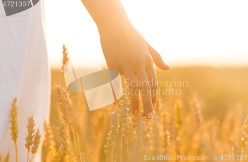 Image of hand touching wheat spickelets on cereal field