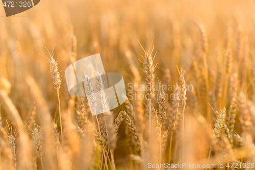 Image of cereal field with ripe wheat spikelets