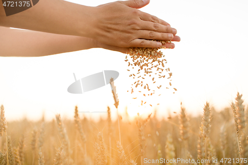 Image of hands pouring ripe wheat grain on cereal field