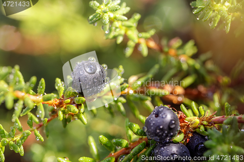 Image of Blueberry antioxidants on a background of Norwegian nature.