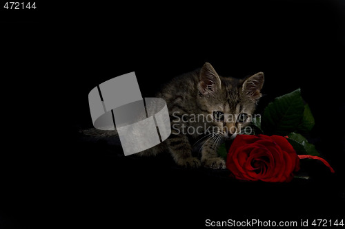 Image of kitty