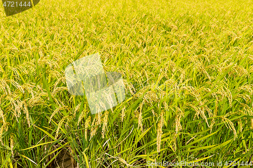 Image of Green rice field