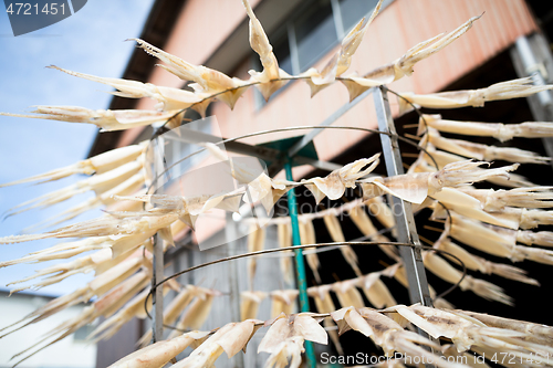 Image of Drying Squid hanging on the stand