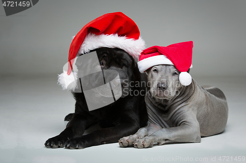 Image of thai ridgeback puppy and shar pei dog