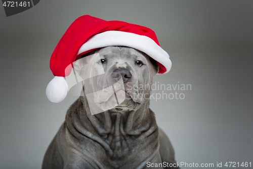 Image of thai ridgeback puppy in xmas hat