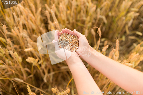 Image of hands holding ripe wheat grain on cereal field