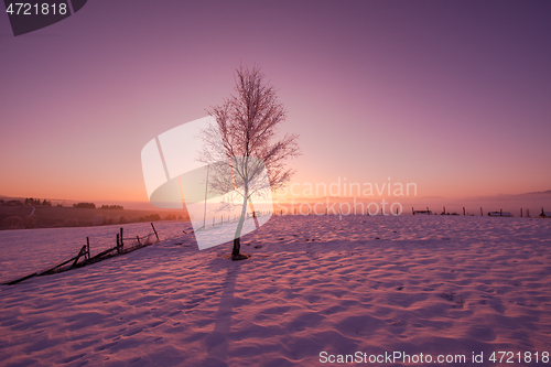 Image of winter landscape scenic  with lonely tree