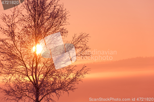 Image of winter landscape scenic  with lonely tree