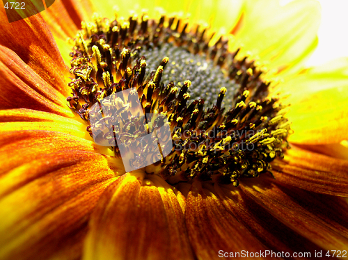 Image of sunflower