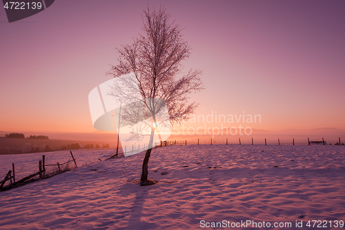 Image of winter landscape scenic  with lonely tree